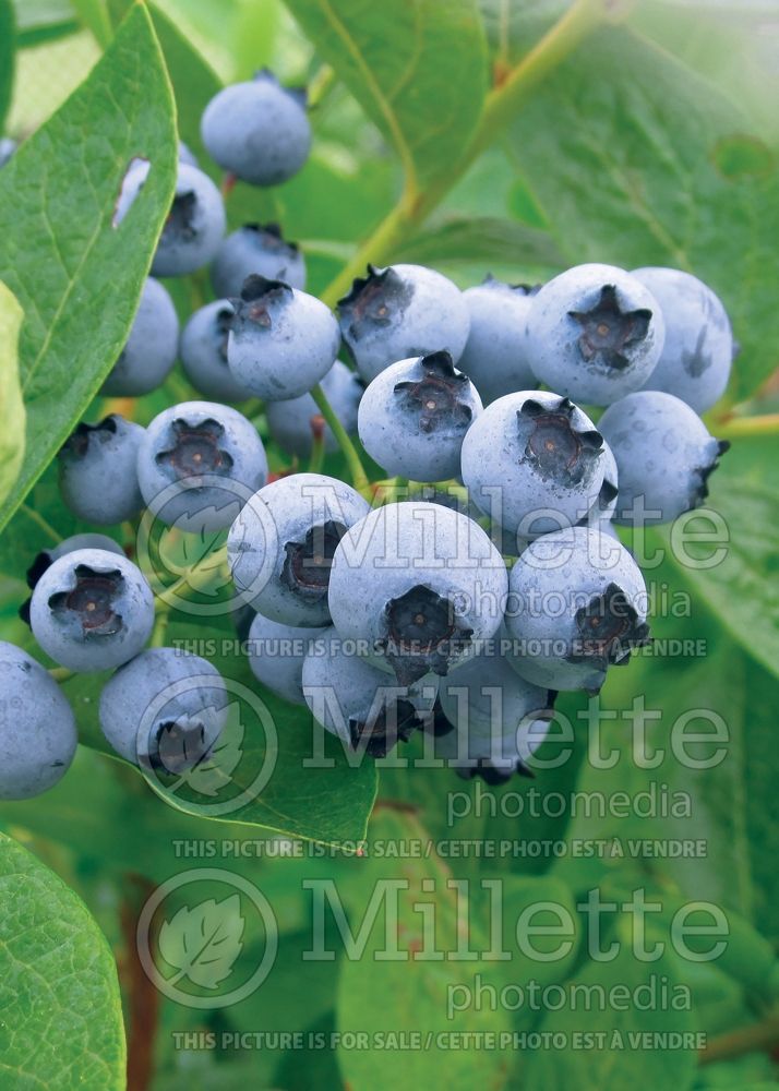 Vaccinium Tophat or Top Hat (Blueberry) 5 