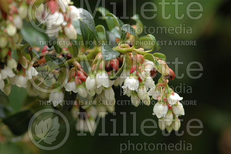 Vaccinium Red Pearl (Lingonberry)  2