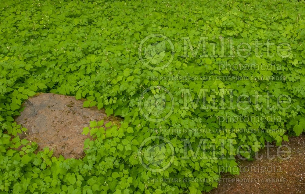 Vancouveria hexandra (American barrenwort Insideout Flower) 3  