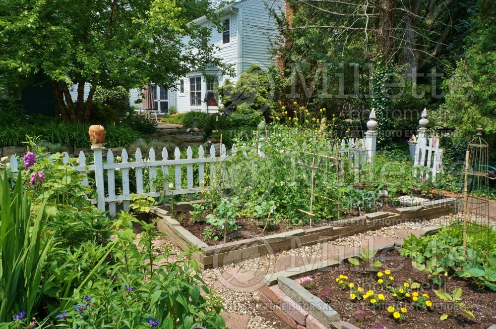 GROWING VEGETABLES IN SMALL SPACES (Part 2)