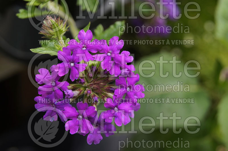 Verbena Homestead Purple (Verbena) 1 