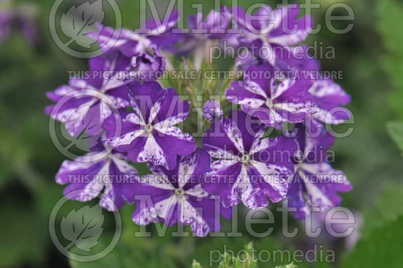 Verbena Purple Mosaic (Verbena) 1 