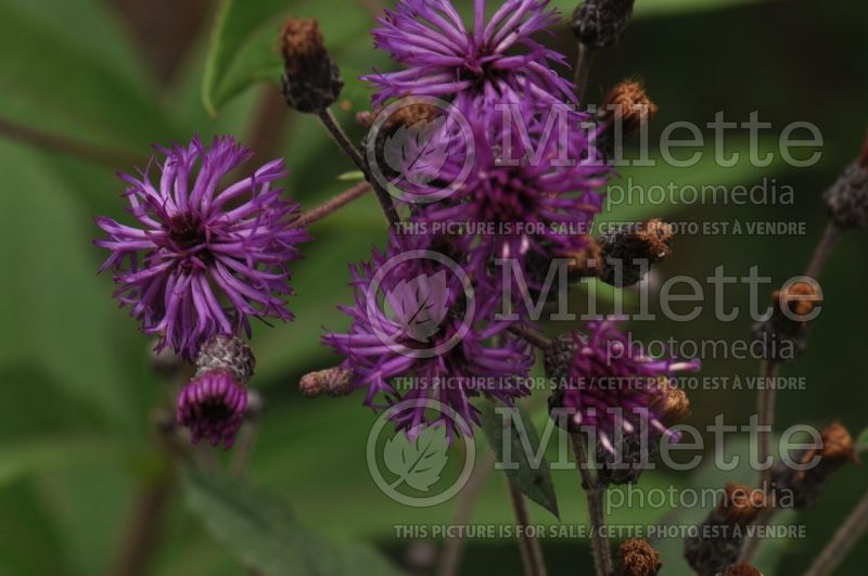 Vernonia missurica (Ironweed )  1