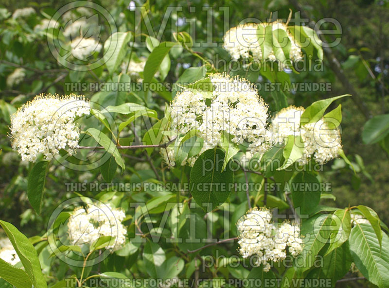Viburnum lentago (Nannyberry, Sheepberry, or Sweet Viburnum) 3 