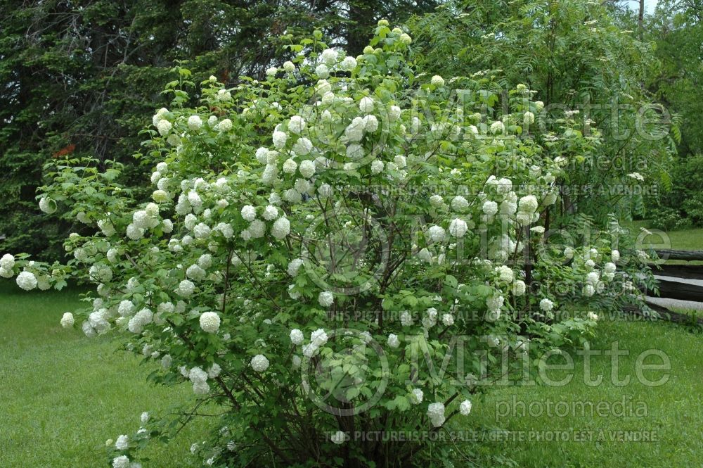 Viburnum Roseum or Sterile (European Cranberry Bush Eastern Snowball) 6 