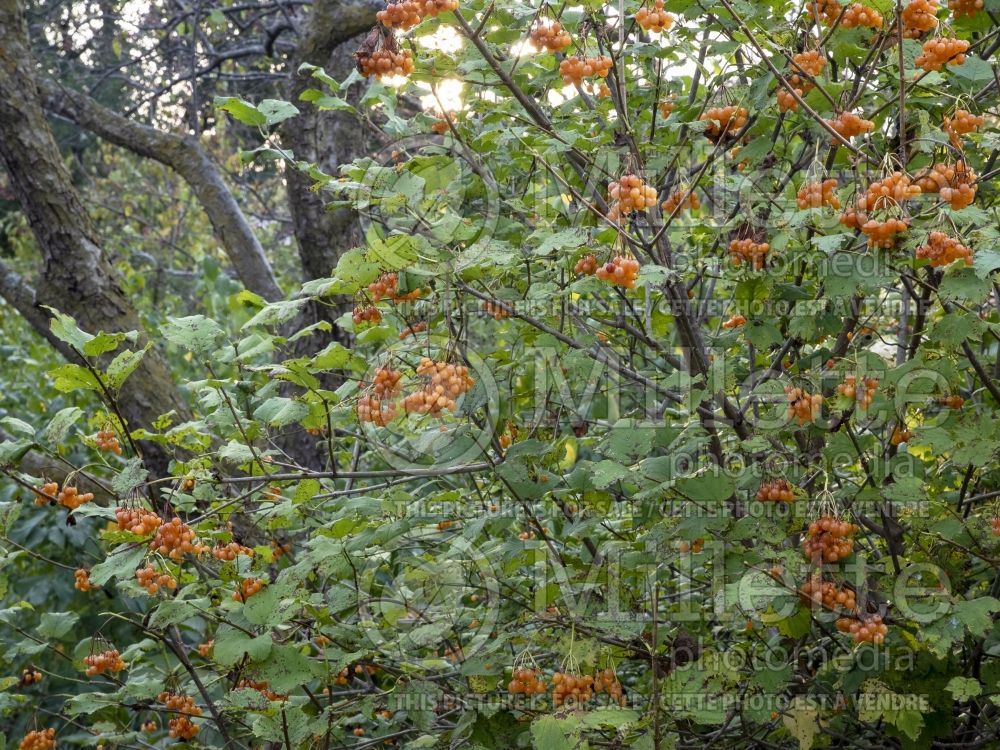 Viburnum Xanthocarpum (European Cranberry Bush Eastern Snowball) 4 