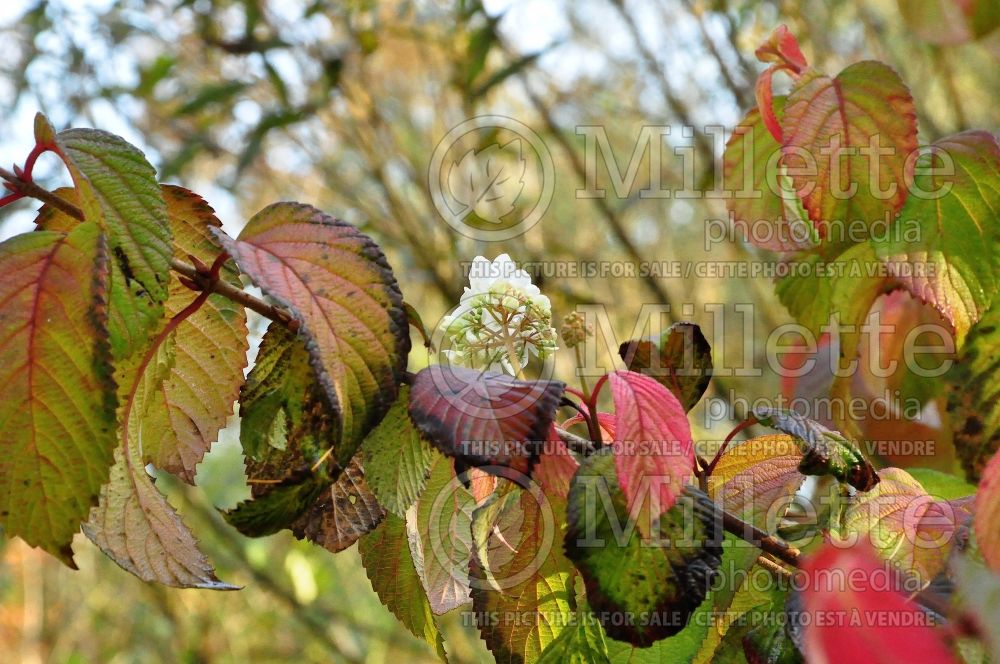 Viburnum Newport (Cranberry) 1