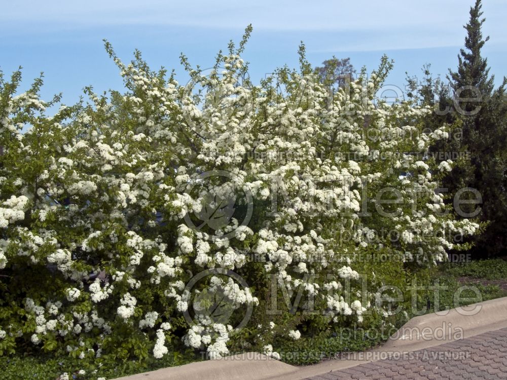 Viburnum prunifolium (blackhaw viburnum) 4  