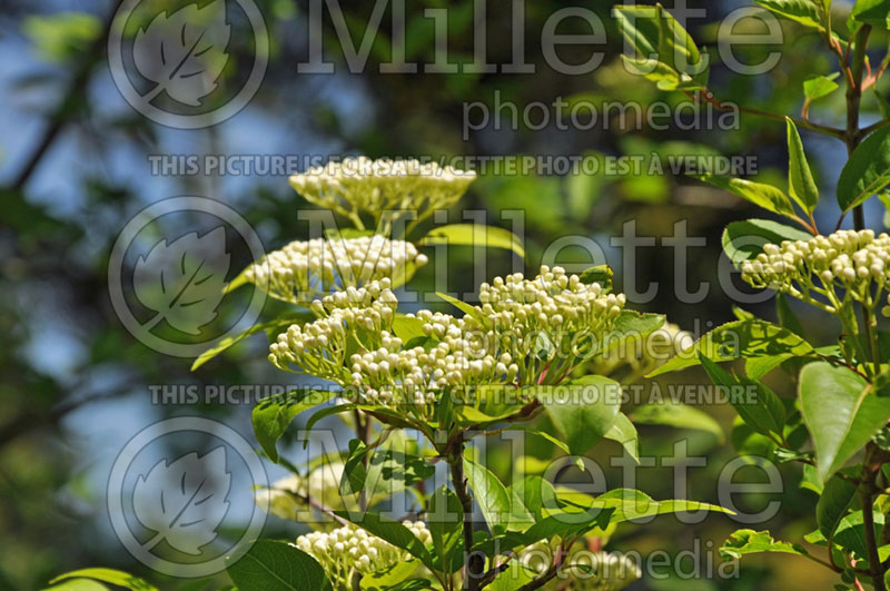 Viburnum prunifolium (blackhaw viburnum) 2  