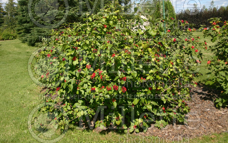 Viburnum trilobum (Cranberrybush Cranberry bush) 4  