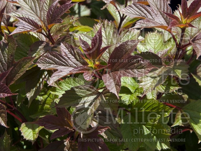 Viburnum Redwing (Lantanaphyllum viburnum) 1  