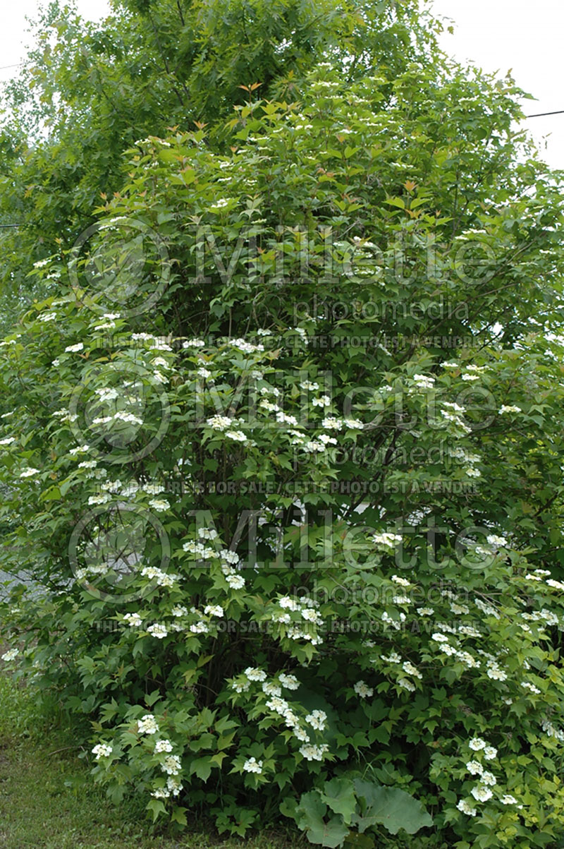 Viburnum trilobum (Cranberrybush Cranberry bush) 8  