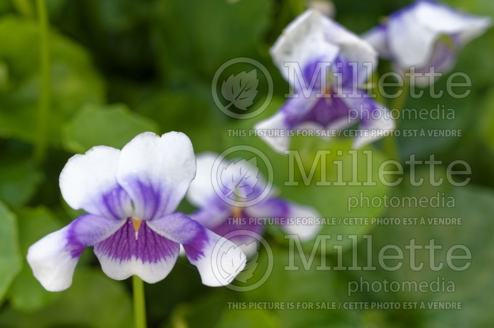 Viola hederacea (Native Violet) 3