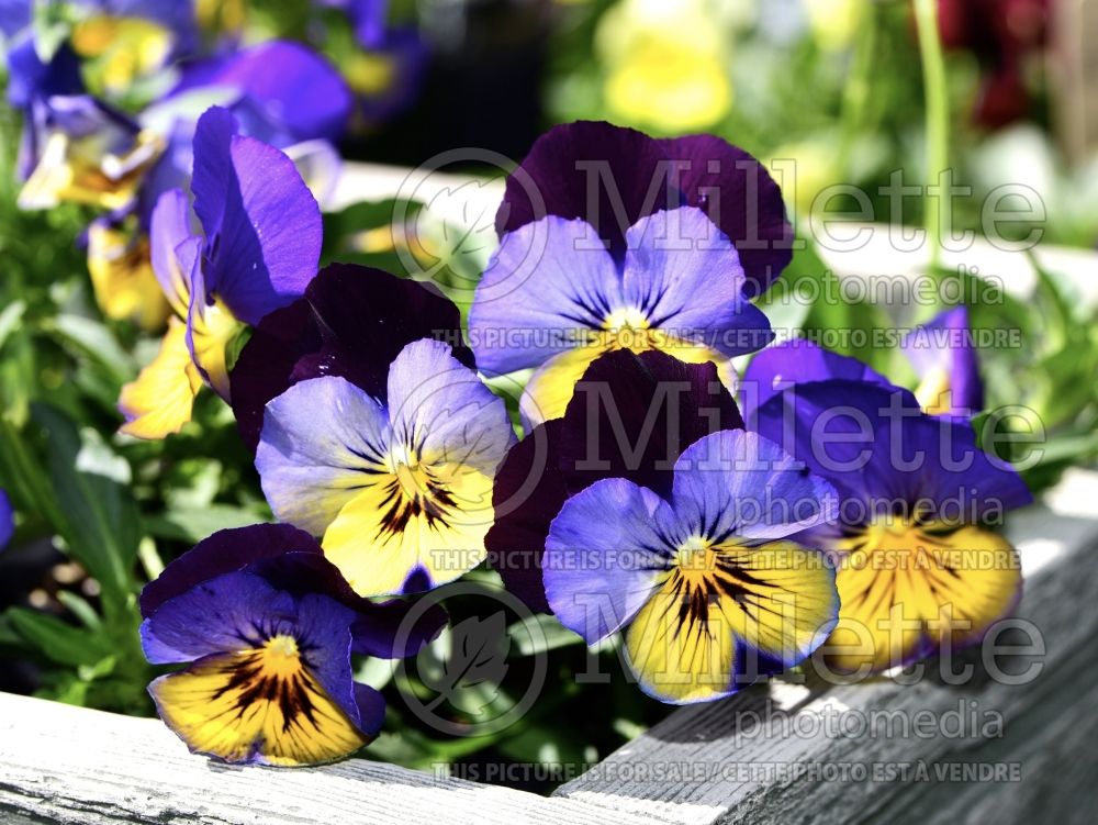 Viola wittrockiana (violet pansy) 1 