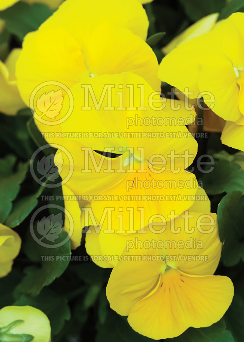 Viola ColorMax Clear Yellow (Violet) 1 