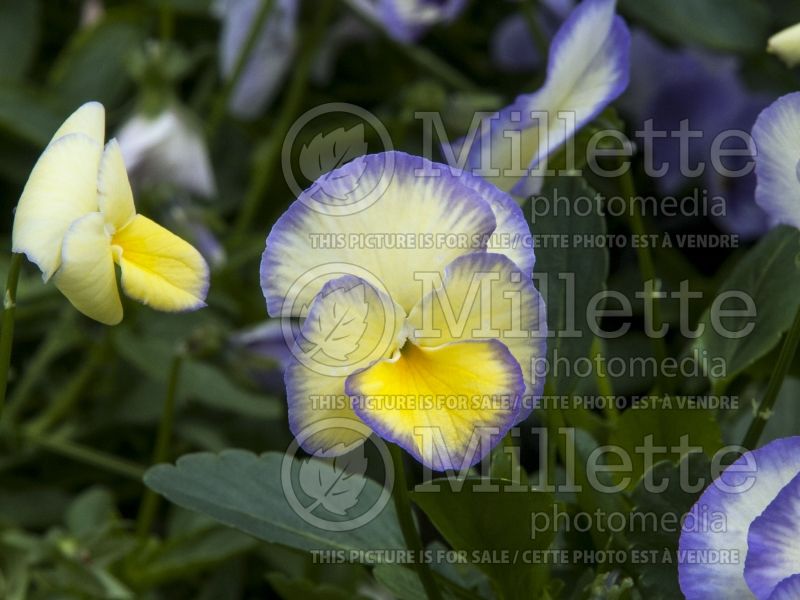 Viola cornuta Etain (Pansy) 2 
