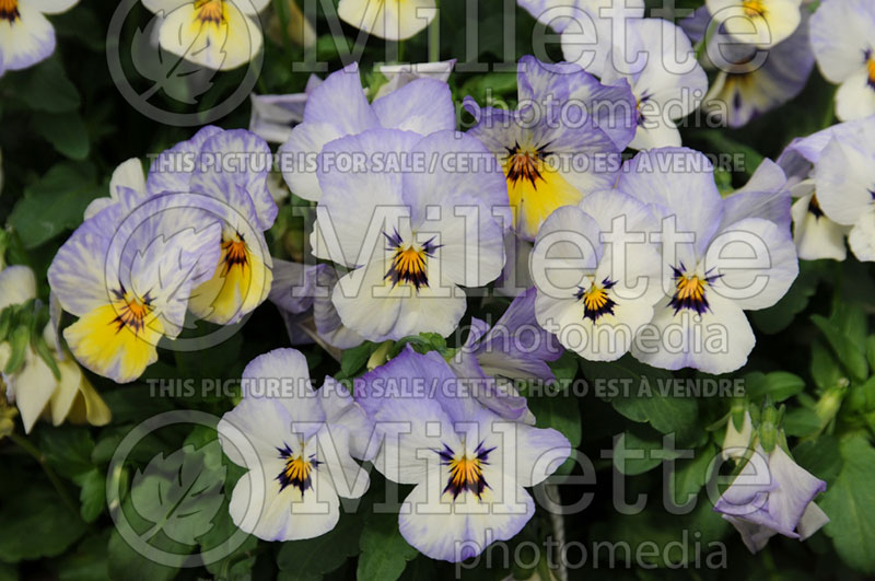 Viola Popsicles Frost (Violet) 1 