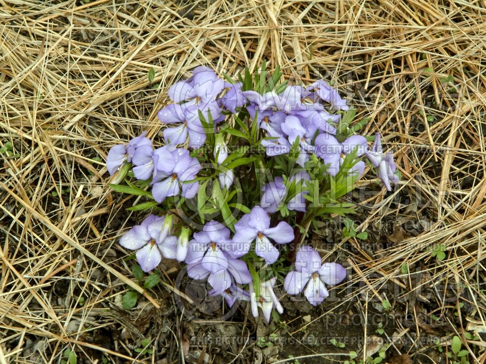 Viola pedata (bird's foot violet) 1 
