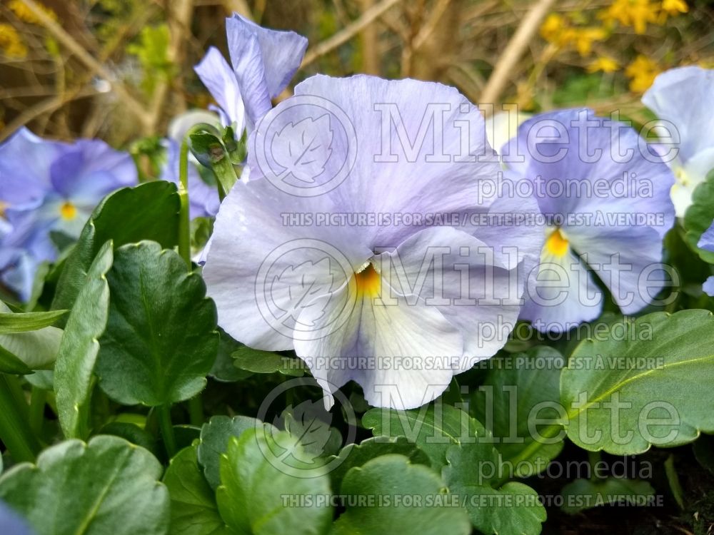 Viola Victorian Andy Pandy (pansy) 1 