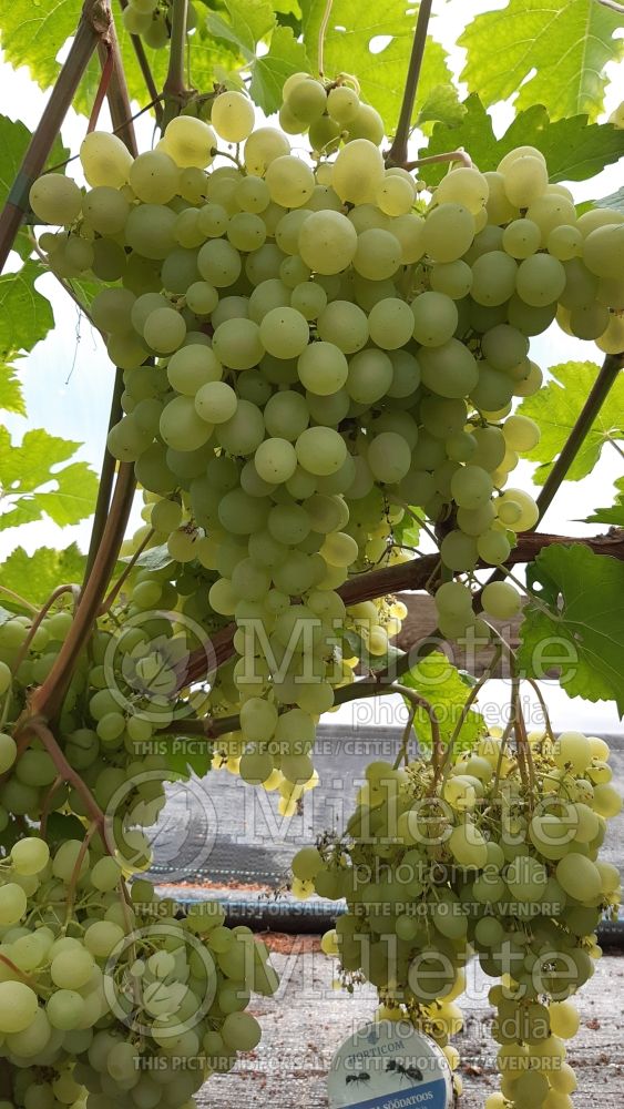 Vitis Rusbol (grapevine grape vine) 1