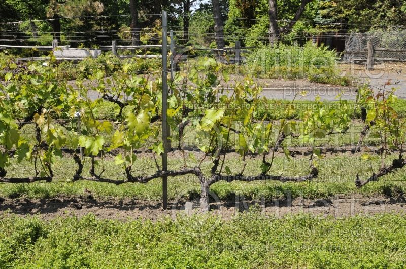Vitis De Chaunac - trellised (Grape grapevine) 2 
