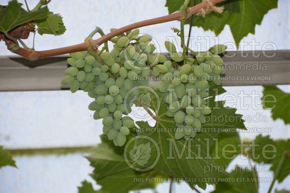 Vitis Neptune (grapevine grape vine) 1