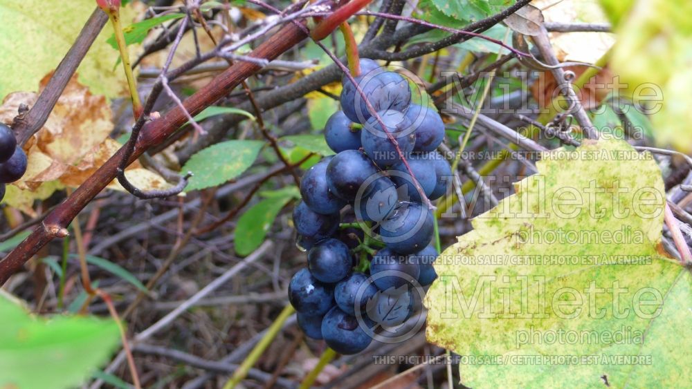 Vitis riparia (riverbank grape) 8