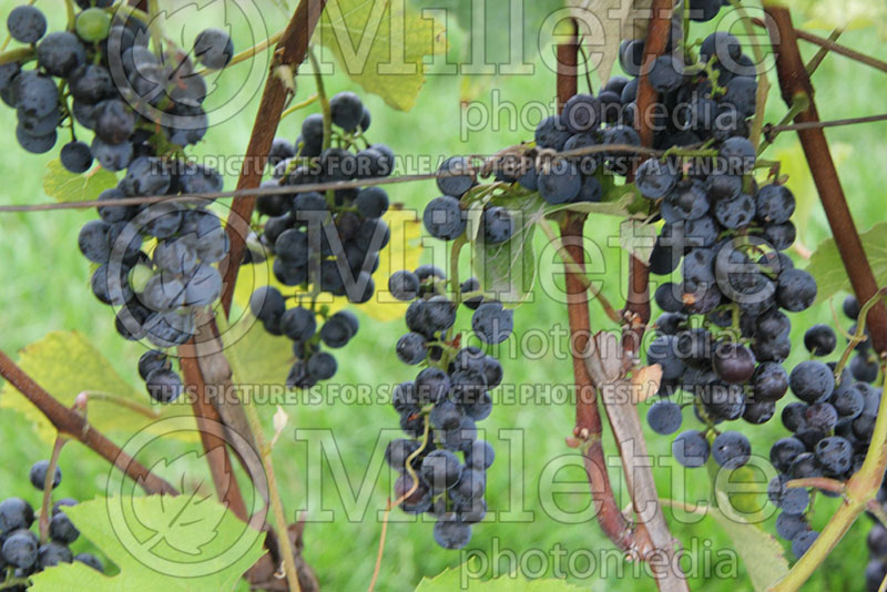 Vitis Sabrevois (Grape grapevine) 2 
