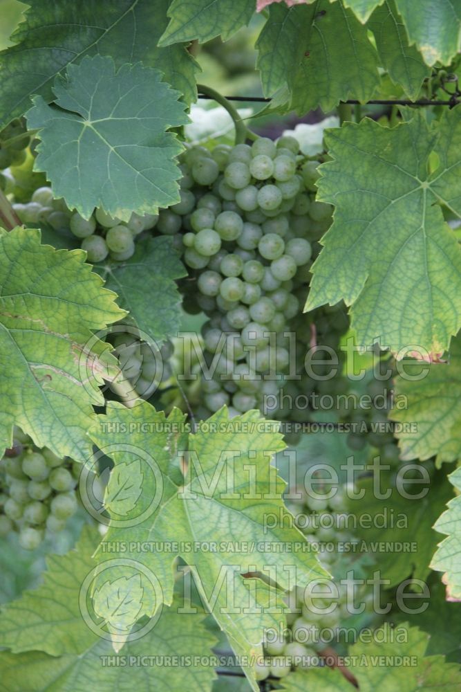 Vitis Vidal Blanc (Grape grapevine) 1 