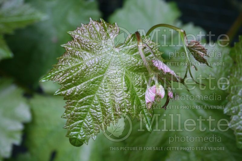 Vitis Cabernet Sauvignon (grapevine grape vine) 3