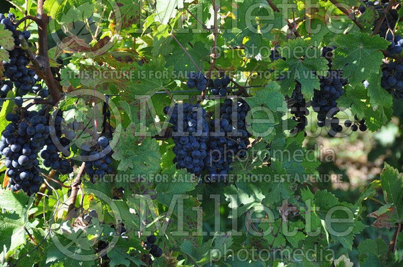 Vitis Cabernet Sauvignon (Grape grapevine)  1