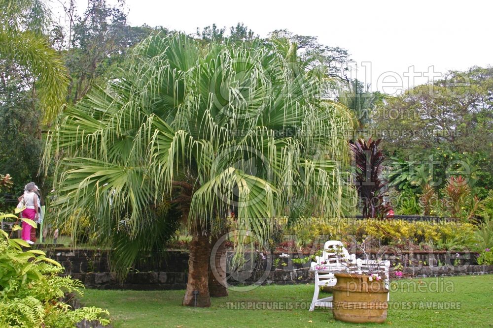 Washingtonia robusta (Mexican fan palm) 1 