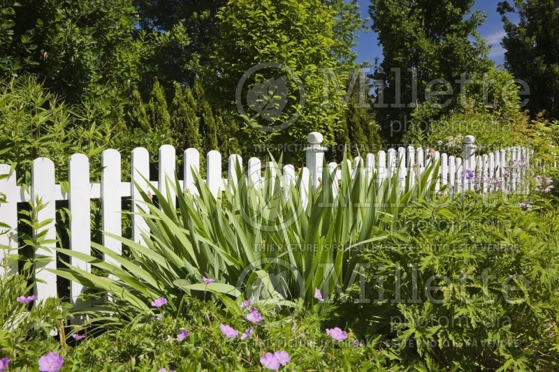 White wooden picket fence in front of a flower bed