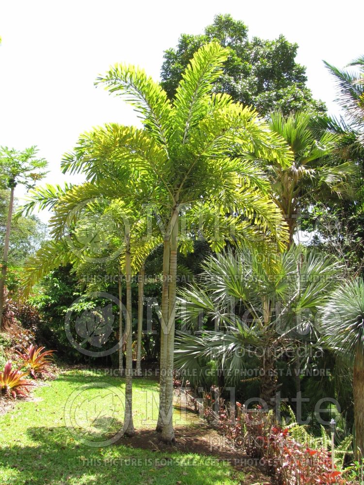 Wodyetia bifurcata (Foxtail Palm, Wodyetia Palm) 8