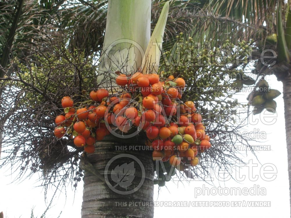 Wodyetia bifurcata (Foxtail Palm, Wodyetia Palm) 4