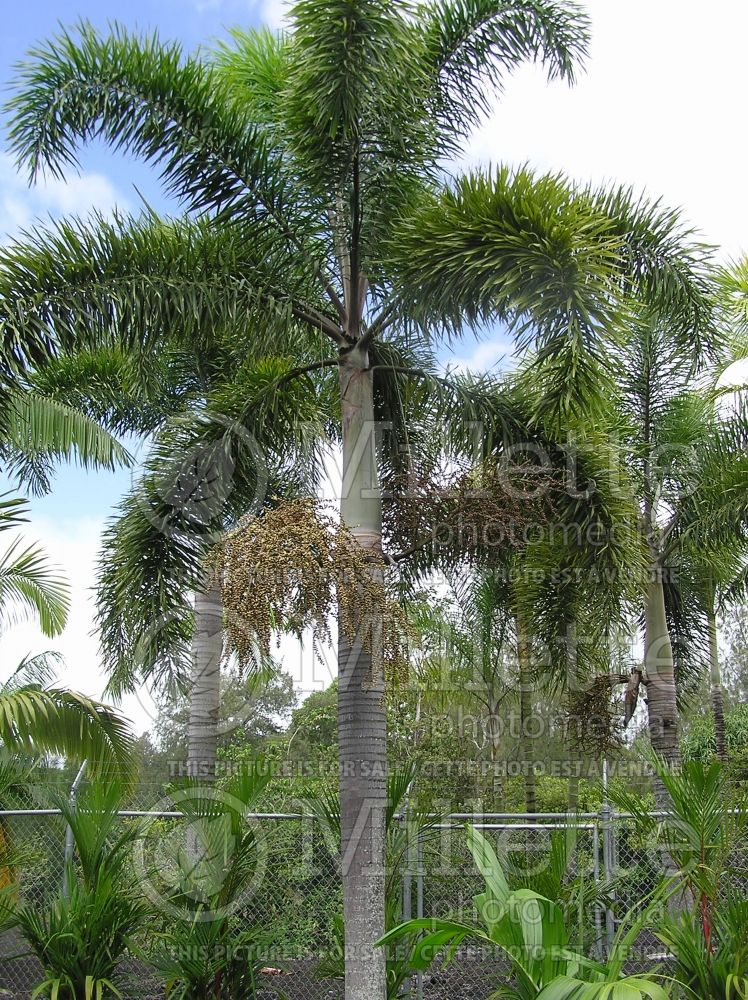 Wodyetia bifurcata (Foxtail Palm, Wodyetia Palm) 6
