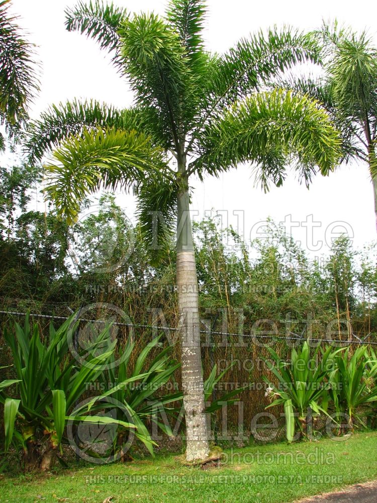 Wodyetia bifurcata (Foxtail Palm, Wodyetia Palm) 7