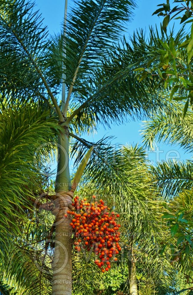 Wodyetia bifurcata (Foxtail Palm, Wodyetia Palm) 5