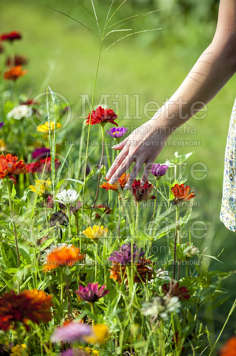 Woman's hand over a bed of zinnias (Ambiance) 66 