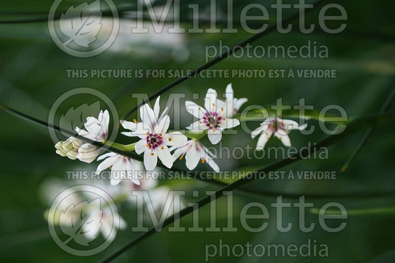 Wurmbea or Onixotis stricta (Rice Flower)  2