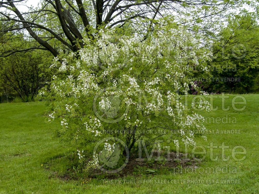 Xanthoceras sorbifolium (Yellowhorn) 6 