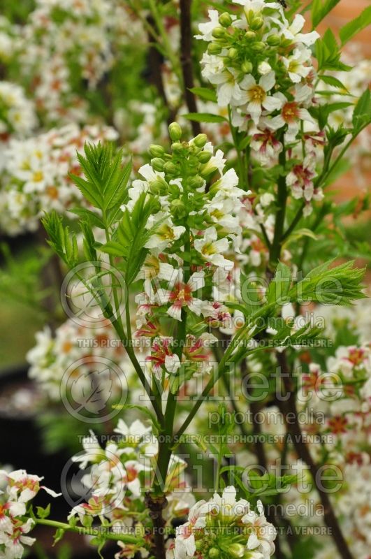 Xanthoceras sorbifolium (Yellowhorn) 9 