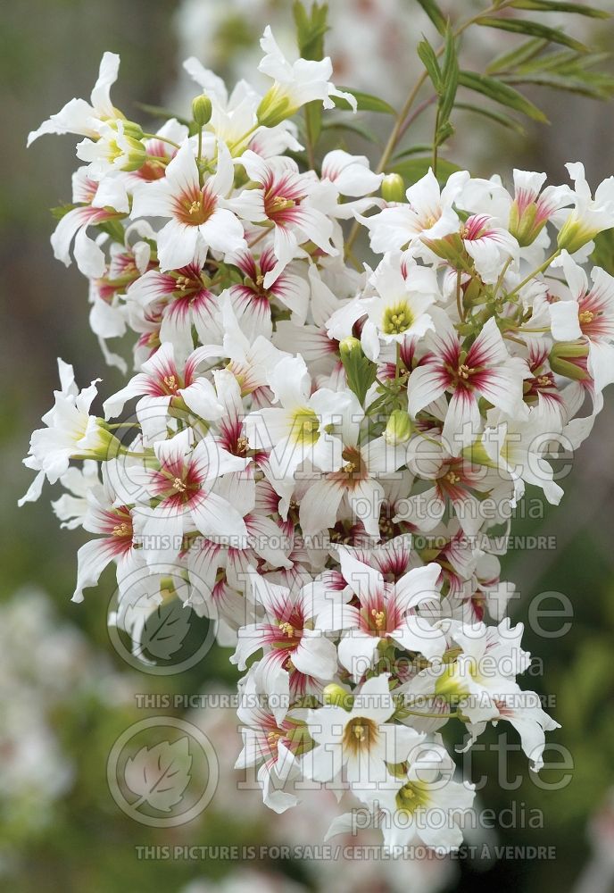 Xanthoceras sorbifolium (Yellowhorn) 4 
