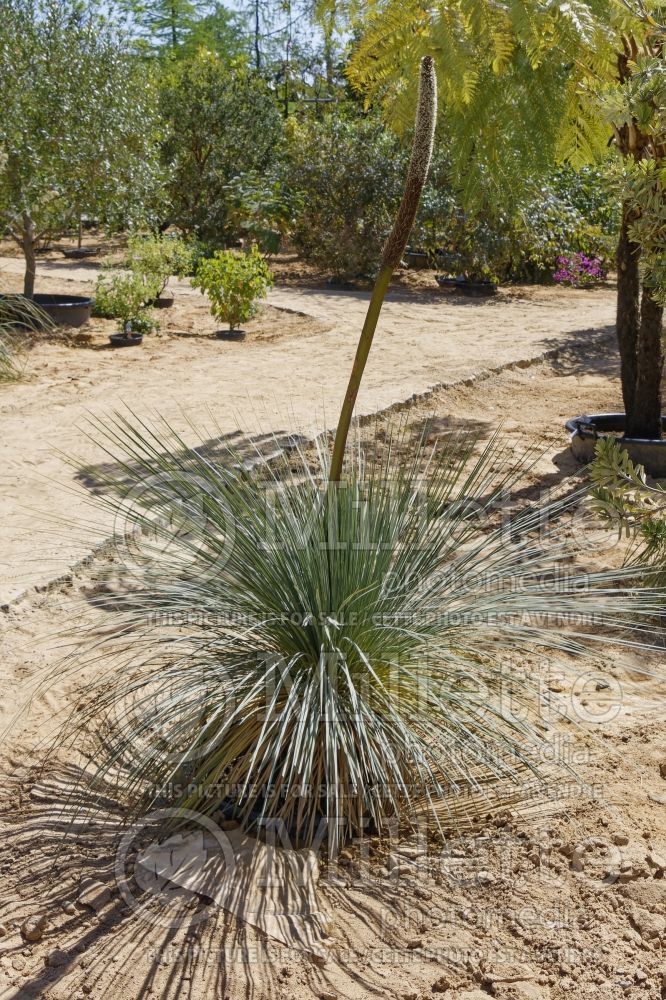 Xanthorrhoea quadrangulata (Australian Grass Tree) 2 