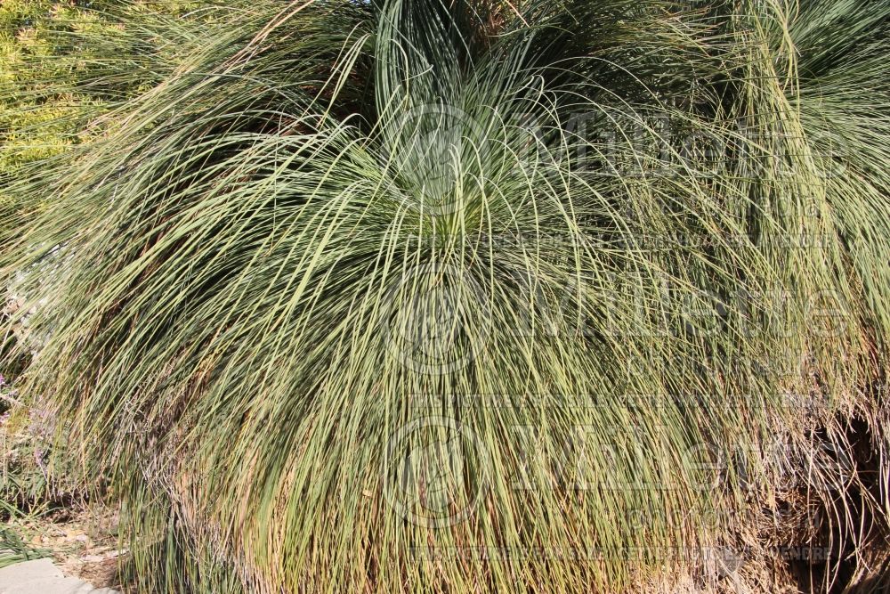 Xanthorrhoea quadrangulata (Australian Grass Tree) 1 