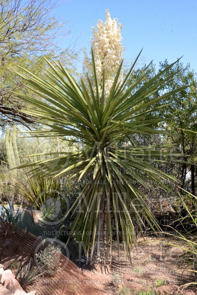Yucca faxoniana (Spanish-dagger yucca) 1