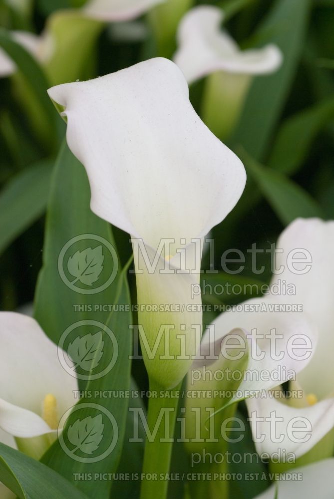 Zantedeschia Crystal Blush (Calla lily) 1 