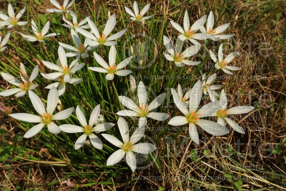 Zephyranthes candida (rain lily) 3