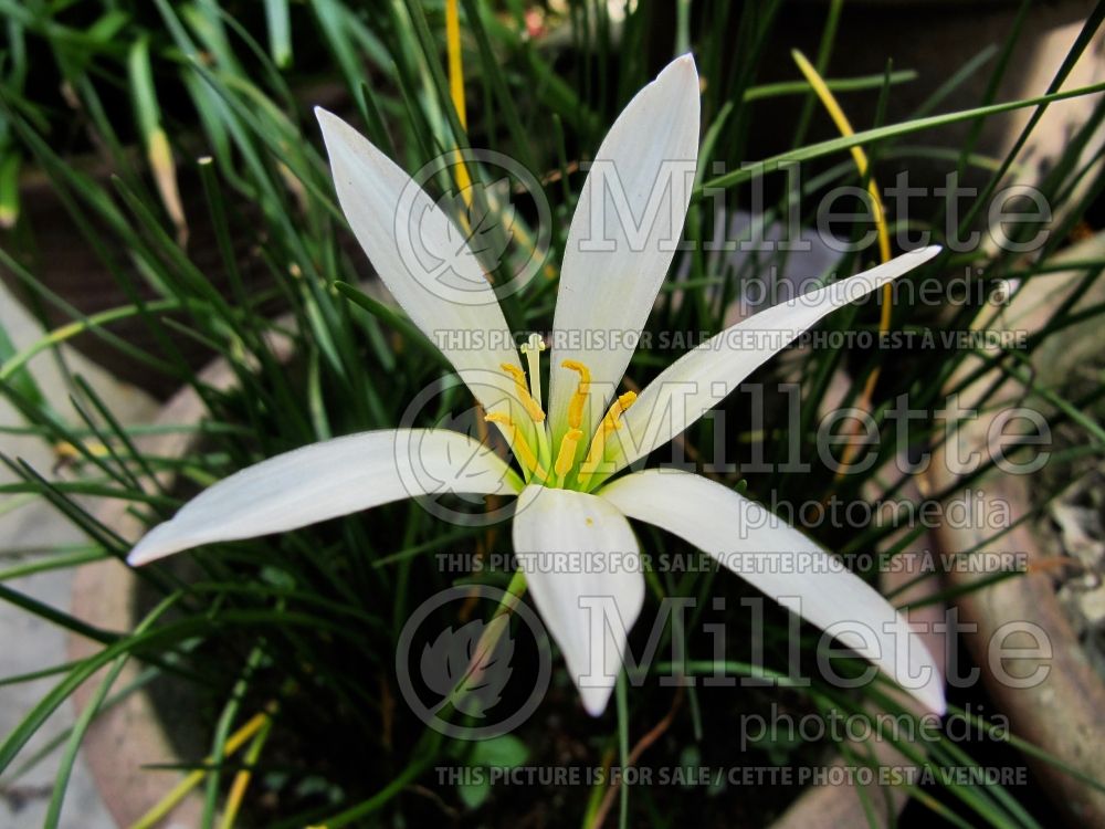 Zephyranthes candida (rain lily) 5