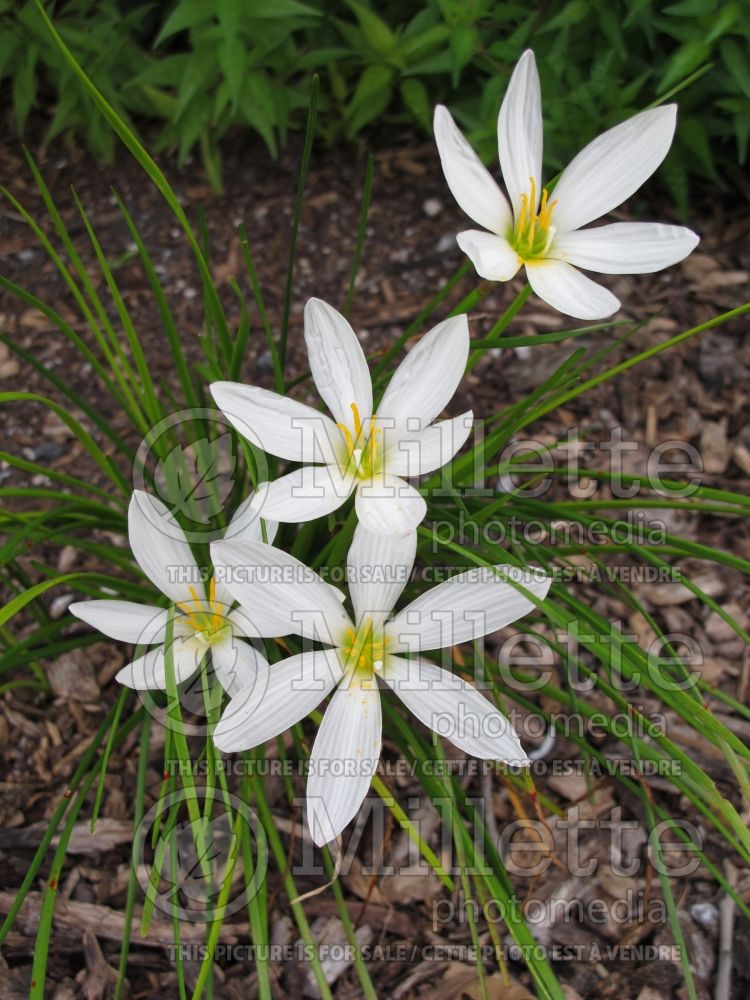 Zephyranthes candida (rain lily) 2